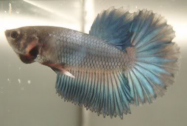 BBLHMxBBLHM_mal e1_02