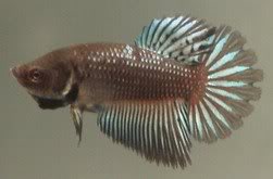 BLCTxBBLHM_fema le1_01