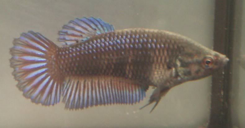 BLCTxBBLHM_fema le2_01