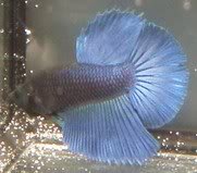 BLCTxBBLHM_male 2_03