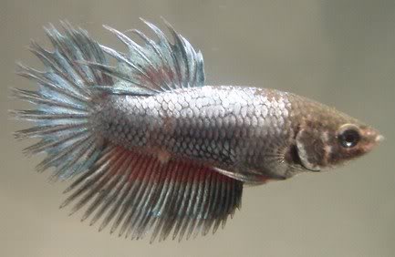 steelblueCT_Mas chu_Hann_male