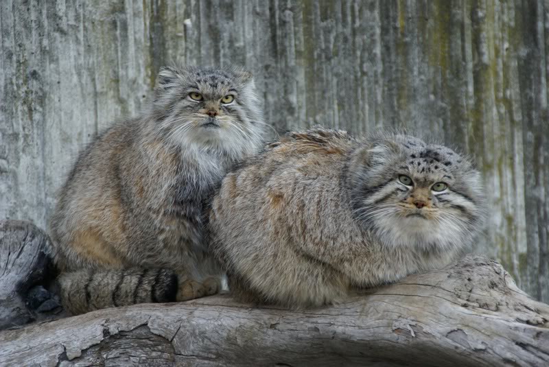 Manul_00