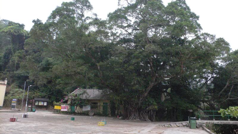 The Old big Chinese Banyan Tree