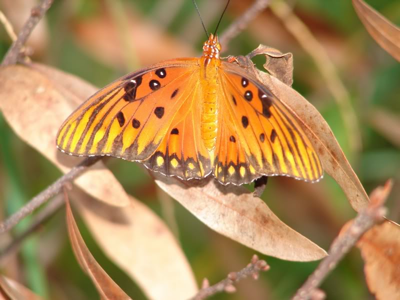 Gulf Fritillary