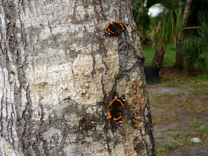 Red Admiral s feeding on oak sap
