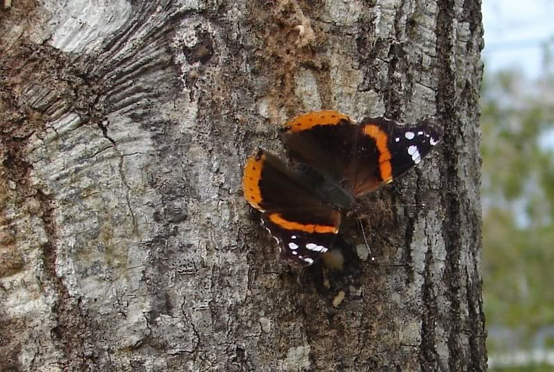 Red Admiral
