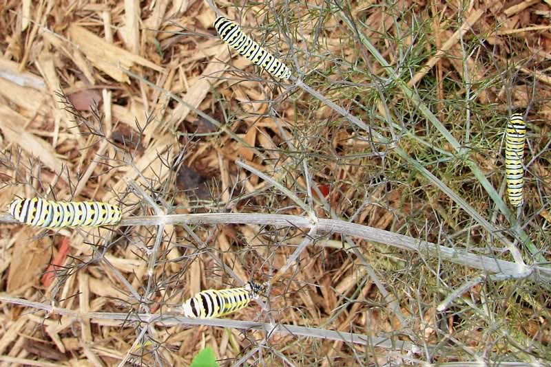 Swallowtail cats on bronze fennel