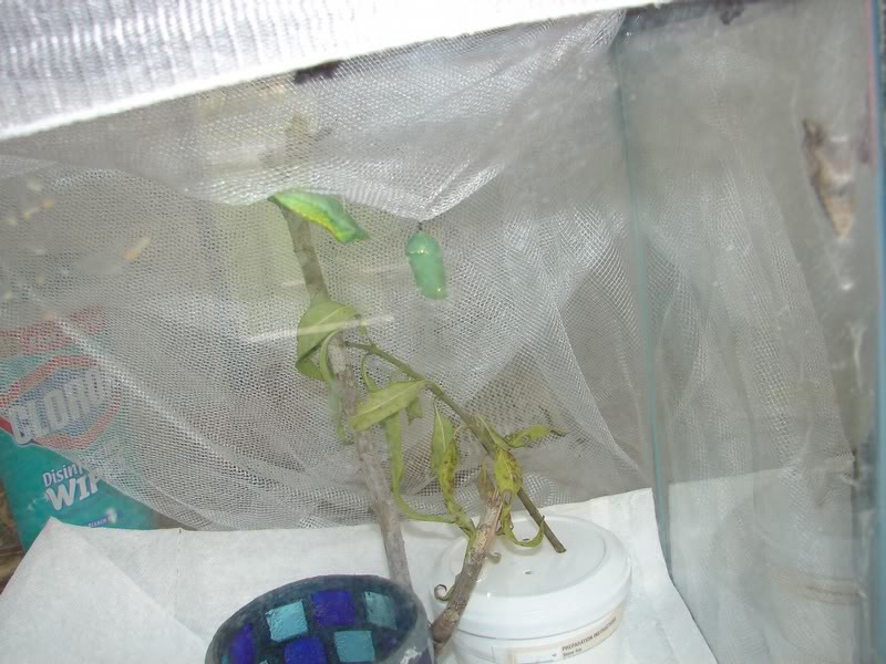 monrch and swallowtail chrysalis