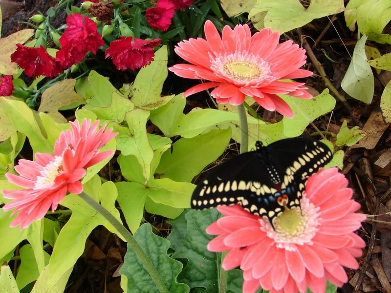 relaxing on the Gebera daisy