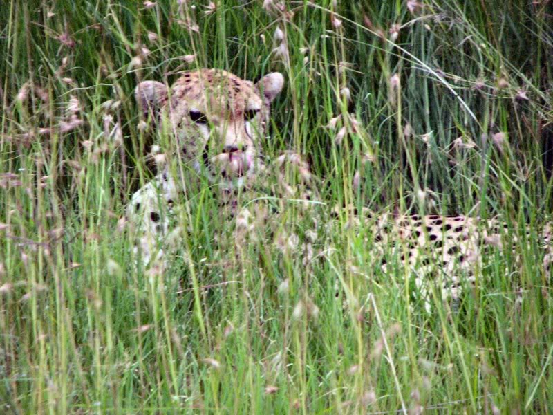 Cheetah in Grass