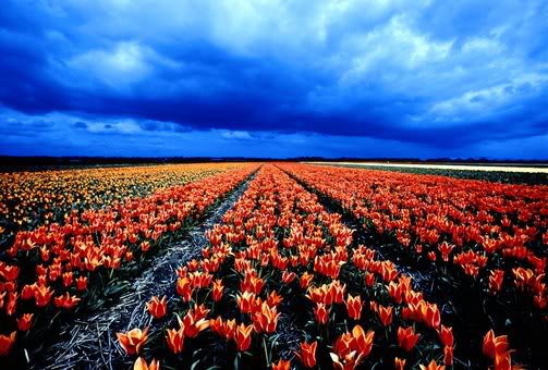 As planta����es de Tulipas