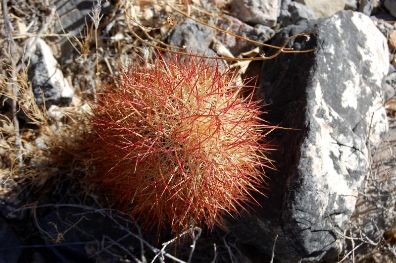 These guys dotted the hillsides