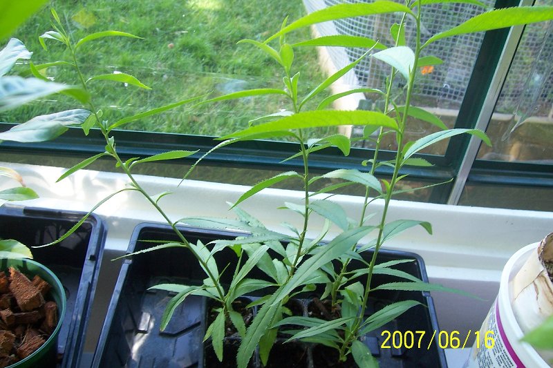 Bailey peach rootstock