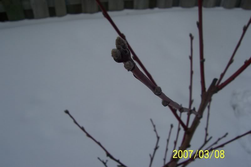 Peach Tree Bud