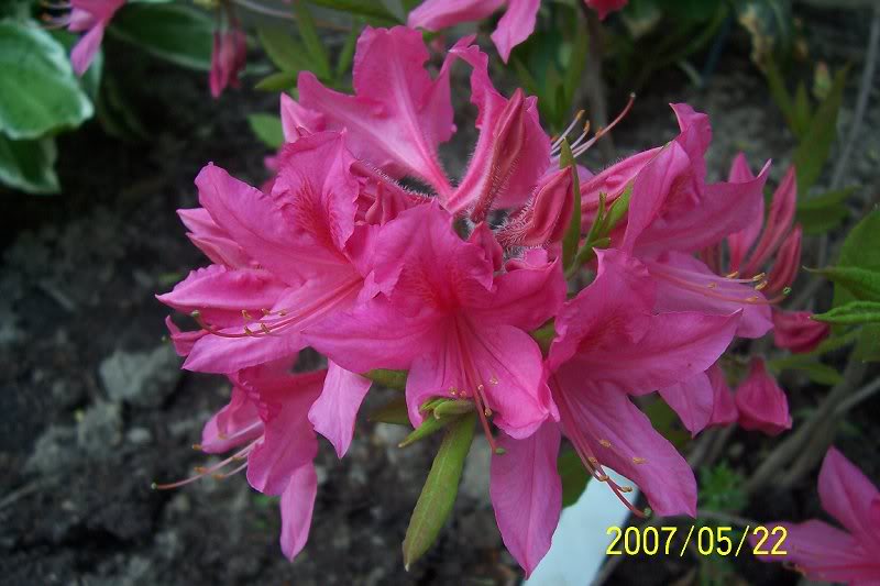 Rosy lights close up