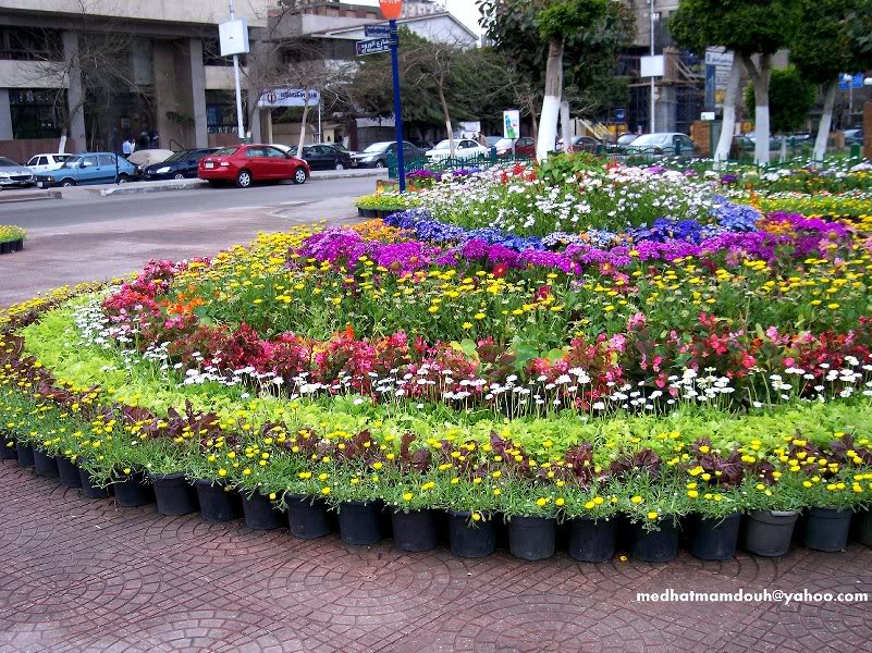 Street (Cairo �Egypt)