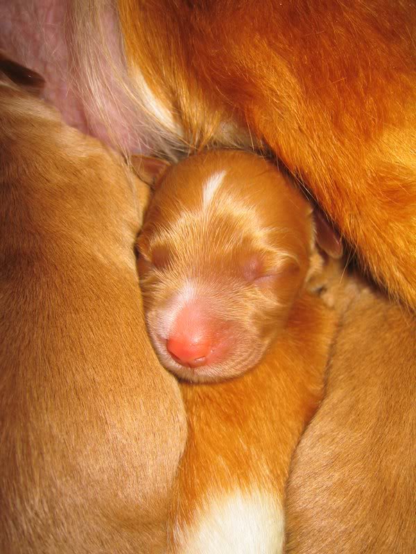 Electra, the only girl