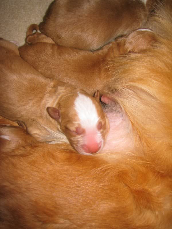 The Terminator,"Arn old"