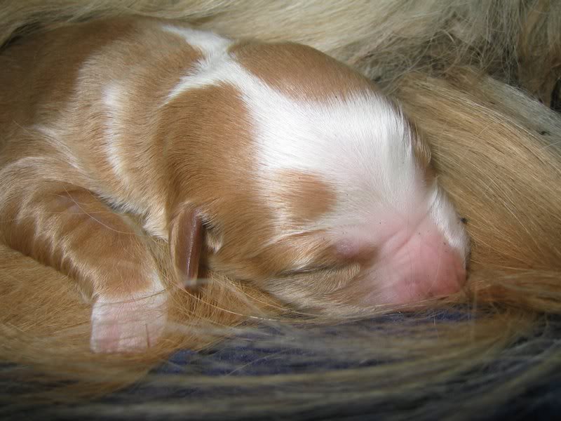 another view of Flash's markings