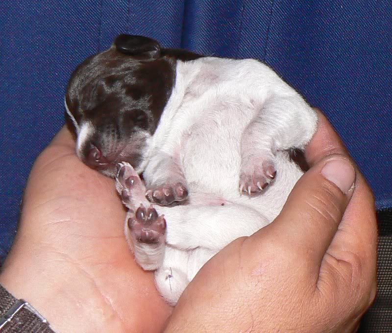 Timber 1 week old