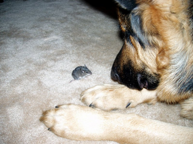 Bruzer - German Shepherd