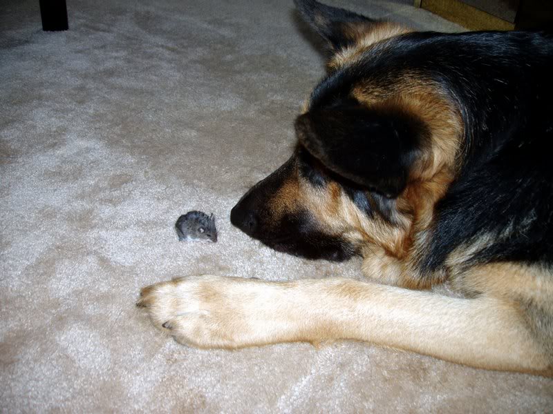 Relaxing with his friend