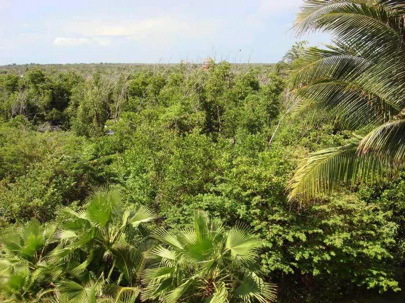 Another jungle view