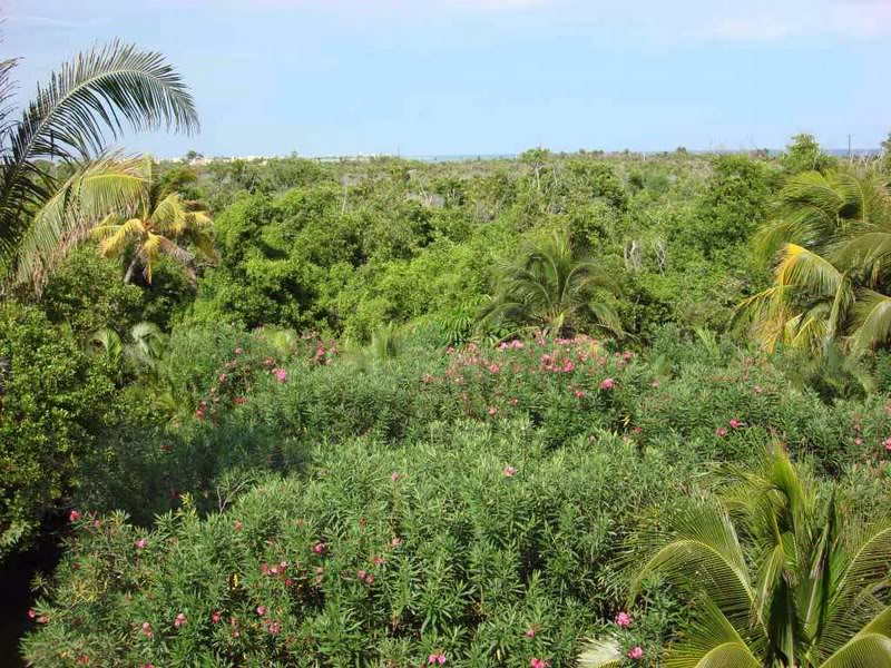 Jungle view from our front door