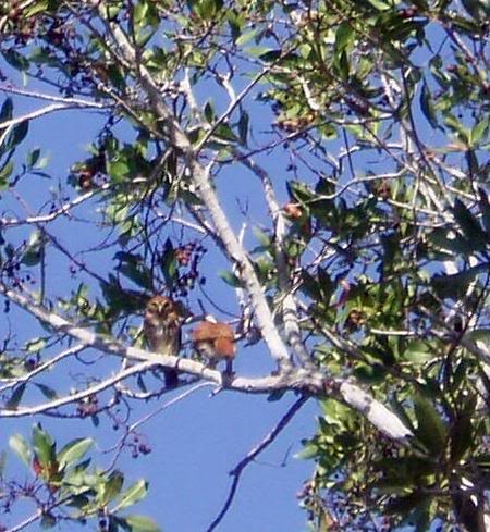 Ferruginous Pygmy Owls