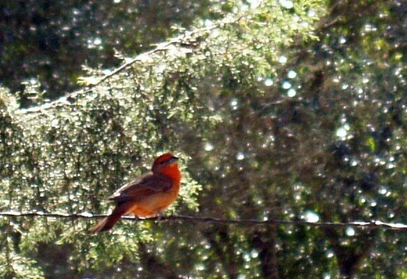 Flame-colored Tanager