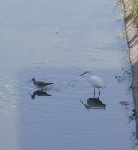 Greater Yellowlegs and Snowy Egret