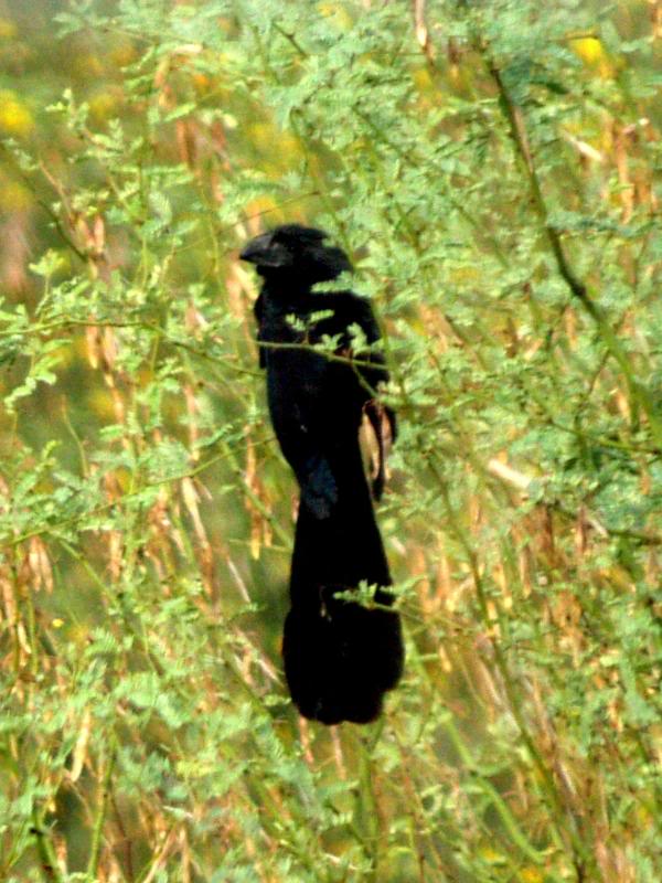 Groove-billed Ani