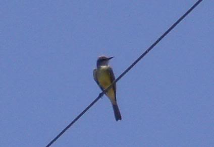 Tropical Kingbird