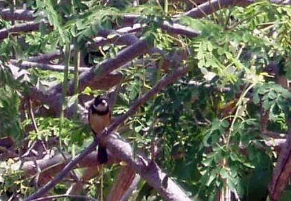 White-collared Seedeater