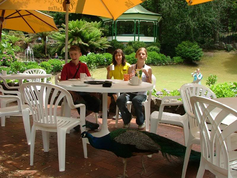Morning tea with the paecocks at Catarct Gorge