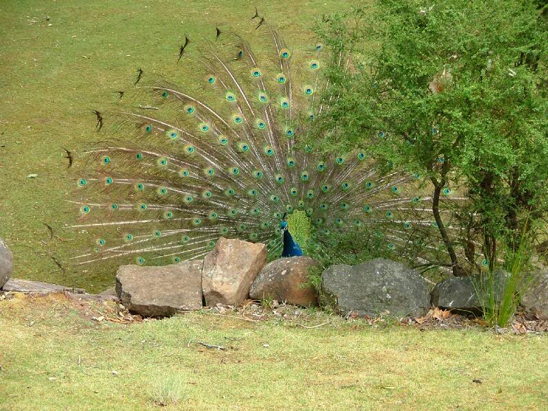 Peacock display