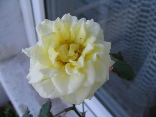 rose2