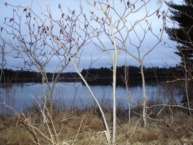 Osmun Lake at dusk