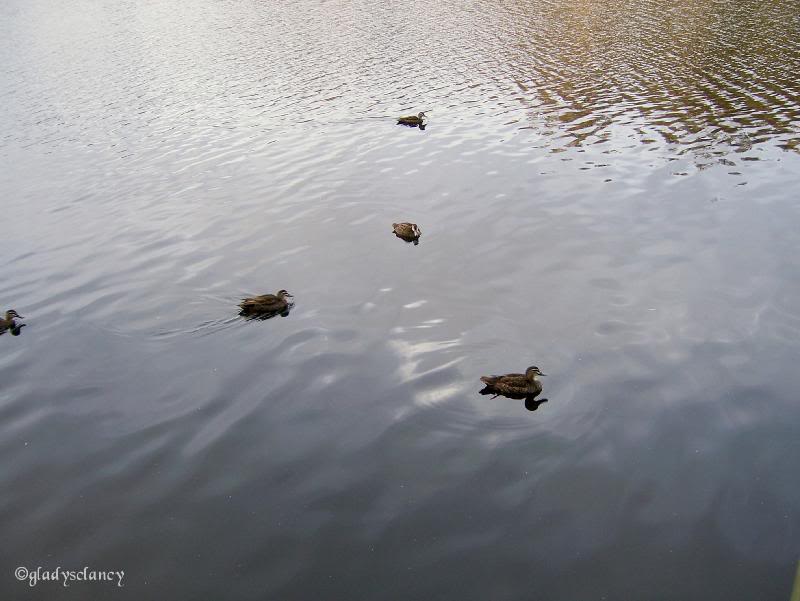 Ducks below my Balcony