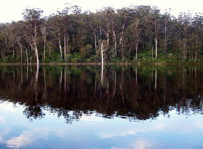 Last Light on Karri Trees across Lake