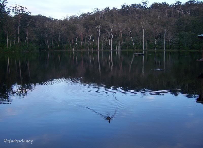 Lone Duck swimming on Lake