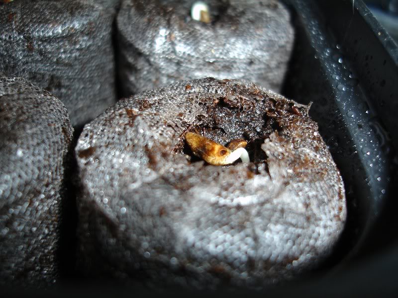 Cypress Vine - 2 Days