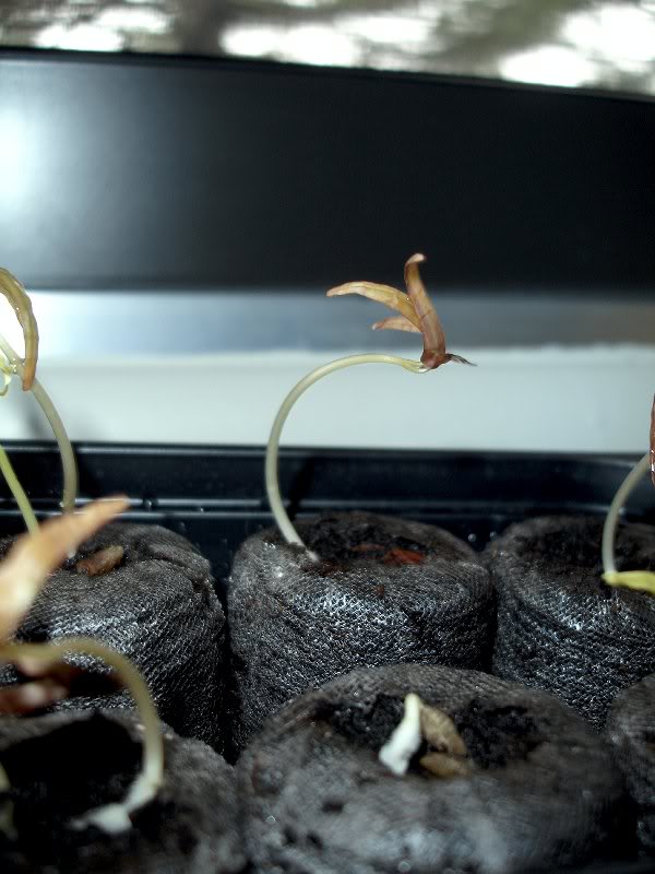 Cypress Vine - 5 Days