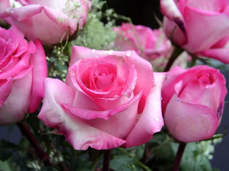 A Rose, A bunch of Pink roses, Roses, Roses, Pink Roses...