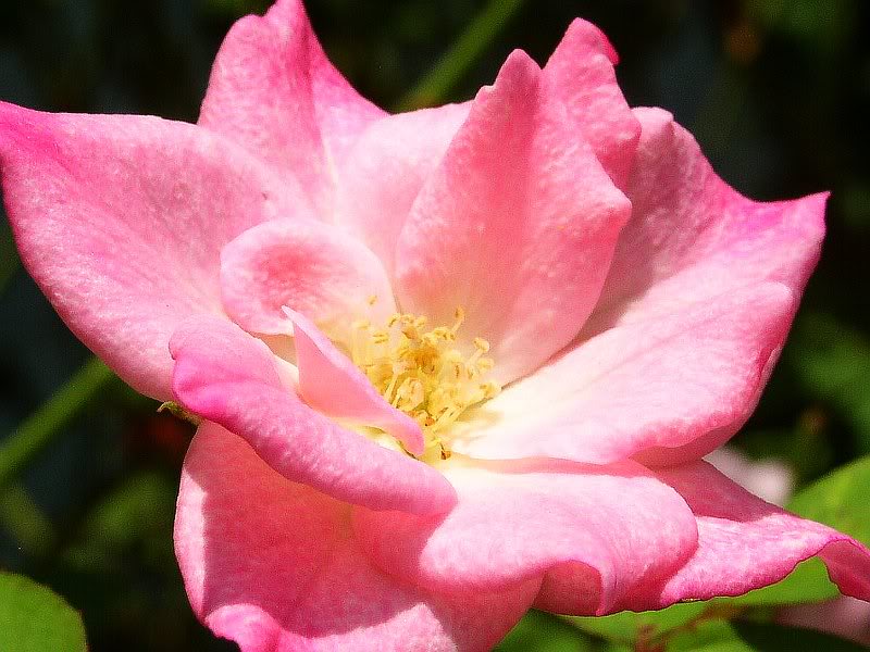 ROSE ROSE ROSE...PINK Rose in bright sunlight macro sid...