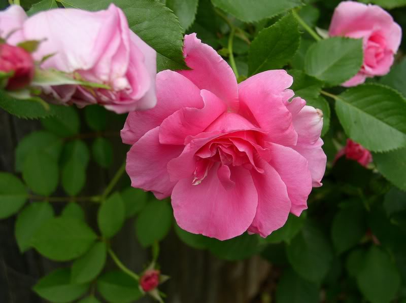 Rose Rose Rose Rose Rose Rose....Pink sleeping beautyf