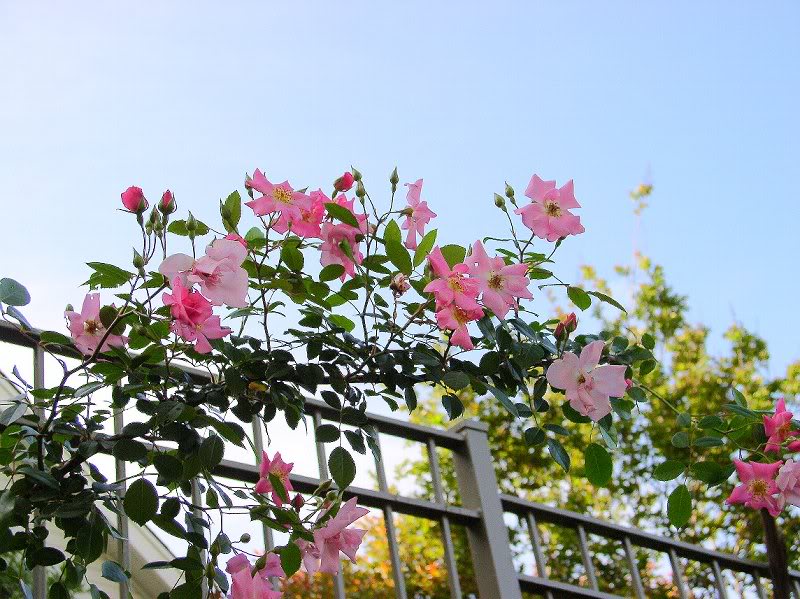 Rose Rose Roses roses.....Pink archway of ROSES