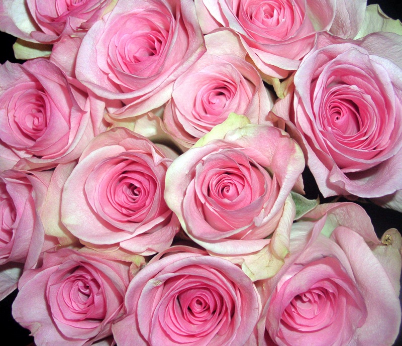 Roses, Roses, Roses, Roses. pink roses