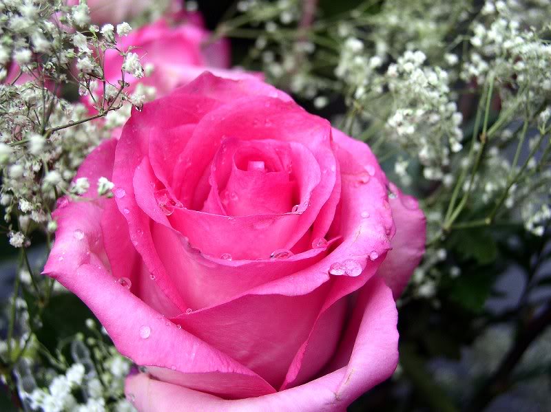 rose rose rose pink rose p42602365555