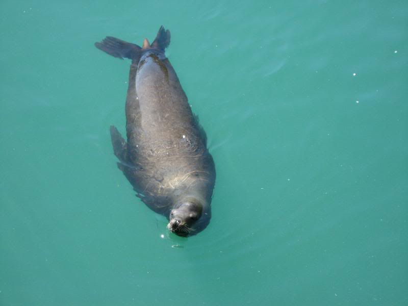 A seal looking for a snack.